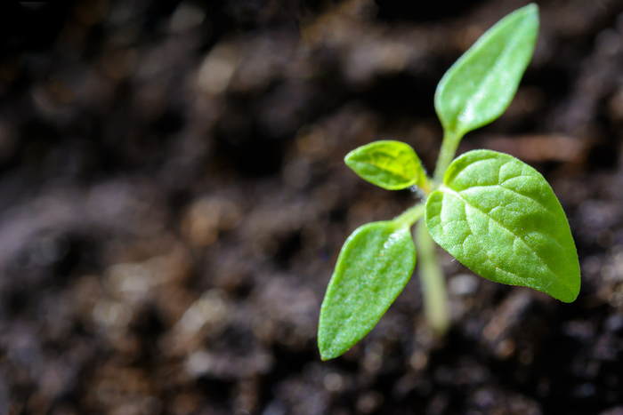 El cambio climático ya está mermando la producción de alimentos